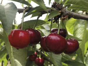 Requerimiento de Frío Invernal en la producción de cerezas tempranas