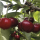 Requerimiento de Frío Invernal en la producción de cerezas tempranas