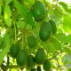 Aguacate dominicano será comercializado en EE.UU. con Marca Colectiva