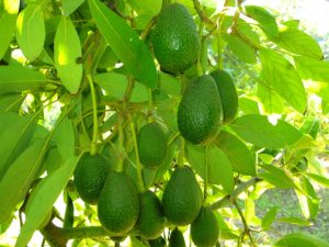 EE UU: consumo de aguacates se disparó un 318% en dos décadas