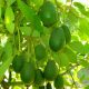 EE UU: consumo de aguacates se disparó un 318% en dos décadas