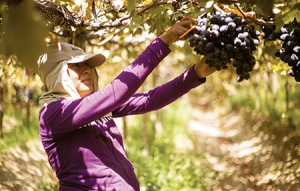 Rapel espera producir 7,7 millones de cajas en esta temporada