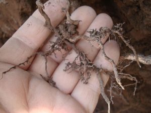 Presencia de patógenos en suelos aumentará por crisis climática