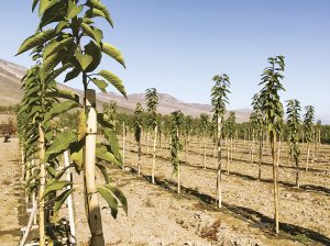Cerezos, el ‘secreto’ mejor guardado de la agricultura peruana