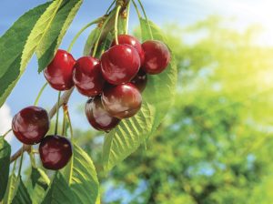 Alcances para una buena floración, cuaja y retención de fruta