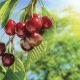 Alcances para una buena floración, cuaja y retención de fruta