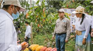 Colombia renovará 6.500 hectáreas de cacao