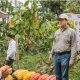 Colombia renovará 6.500 hectáreas de cacao