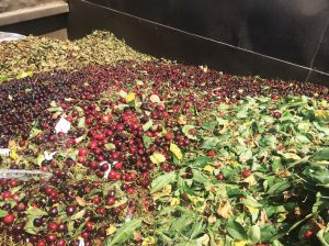 Los bioinoculantes hacen realidad la agricultura sustentable