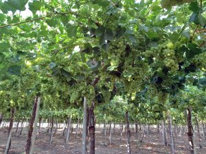 Energía + antioxidante, eficaz estrategia para proteger la capacidad fotosintética de las plantas