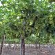 Energía + antioxidante, eficaz estrategia para proteger la capacidad fotosintética de las plantas