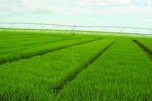 Relación del nitrógeno con las auxinas y el sistema radicular