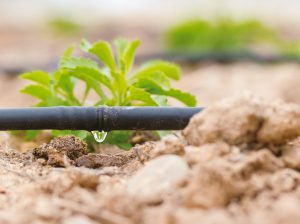 Uso de efluentes biológicos en goteo o aspersión