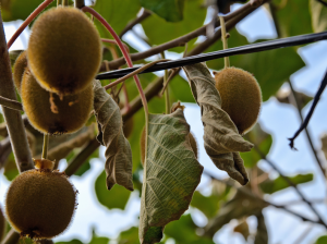 Cobertura plástica y riego deficitario controlado: potentes instrumentos para enfrentar la sequía en kiwi