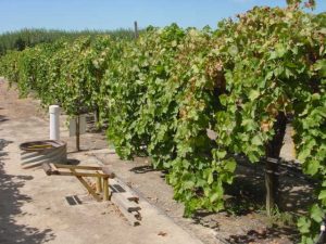 Nuevas vías para el control de enfermedades de la vid