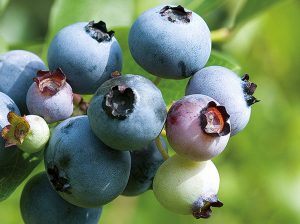 Fundamentos agronómicos de riego y nutrición en suelos arenosos para el cultivo de arándano