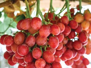 Factores que afectan la calidad del raquis en uva de mesa