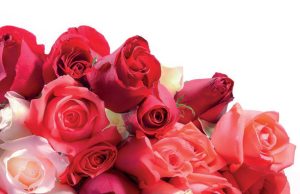 Floricultores colombianos exportan 700 millones de tallos por San Valentín
