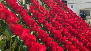 Millones de flores de Colombia cruzarán fronteras para celebrar la próxima temporada de San Valentín
