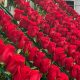 Millones de flores de Colombia cruzarán fronteras para celebrar la próxima temporada de San Valentín