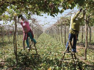 El reto de contar con mano de obra más eficiente y productiva