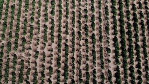 Las herramientas de Innovak Global para los 5 principales problemas del suelo en Latinoamérica