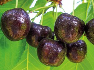 La cereza seduce a los productores peruanos