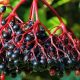 Frutal asilvestrado neutralizaría los efectos del virus de la Influenza