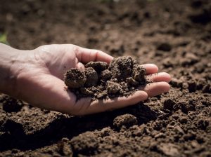 El suelo: el punto inicial de todo programa de nutrición