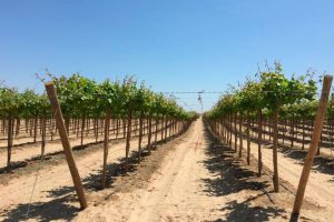 "En nuestro campo nos enfocaremos en variedades Seedless, que son las que demanda EEUU y Europa"