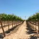 "En nuestro campo nos enfocaremos en variedades Seedless, que son las que demanda EEUU y Europa"