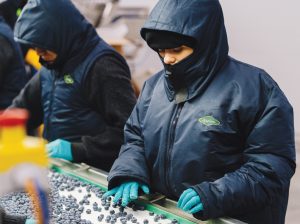Agualima inaugura packing para acompañar el crecimiento de sus campos de arándanos