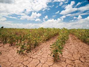 Agricultura en América Latina, amenazada por el cambio climático y El Niño