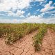 Agricultura en América Latina, amenazada por el cambio climático y El Niño