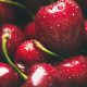 Buena calidad y aciertos en logística perfilaron una exitosa temporada de cerezas