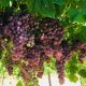 Industria de la uva de mesa aumenta levemente estimación de exportación para 2022-23