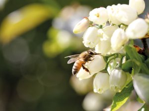 El reto de desarrollar  la apicultura en el Perú