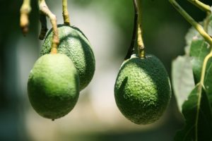 Empresas peruanas y chilenas avanzan en eje cafetalero colombiano