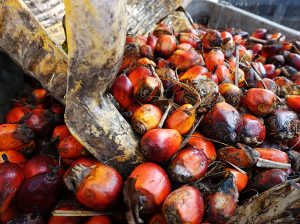 Colombia: subsidios para mitigar afectación de sector palmero