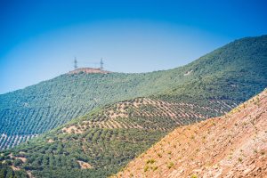 Sustentabilidad del palto en Chile