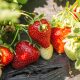 Presentan ficha con recomendaciones y medidas preventivas para el manejo del nematodo foliar de la frutilla