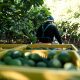 Bioestimulantes, y su rol clave para minimizar la alternancia productiva