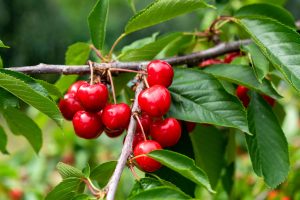 Un ‘paño frío’ a la terminación de la fruta y su cosecha