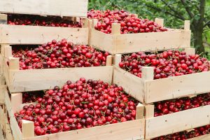 Cereceros mantienen optimismo en medio del peak de campaña 2022-2023