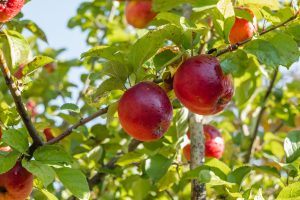 Agrícola San Clemente adquirirá parte de las acciones de la peruana Gandules