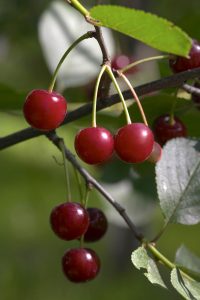 Principales problemas fitosanitarios de la fruta del cerezo en Chile