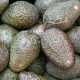 ¿Disponemos de tecnología para exportar palta a mercados distante?