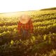 Anuncian fondos por $9.000 millones para la reconstrucción de infraestructura de riego y reactivación agrícola