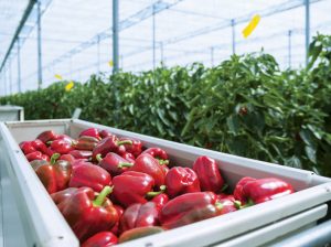 El despegue del capsicum requiere de más producción en casas mallas