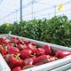 El despegue del capsicum requiere de más producción en casas mallas